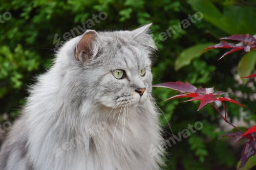 Preview: Portrait of grey fluffy Persian Chinchilla cat sitting in a garden