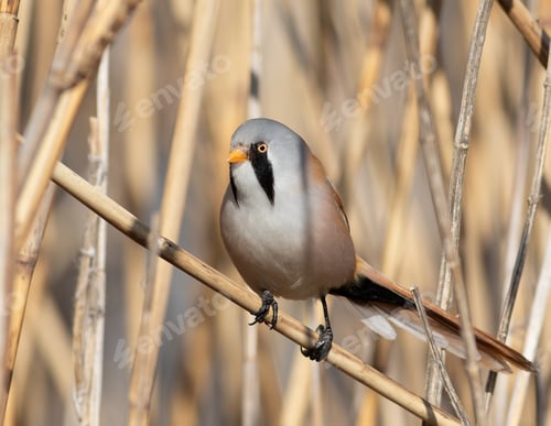 Preview: Bearded reedling, Panurus biarmicus. A bird sits in a reed thicket on the river bank