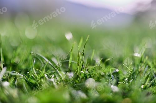Preview: Green grass in spring, close-up photo