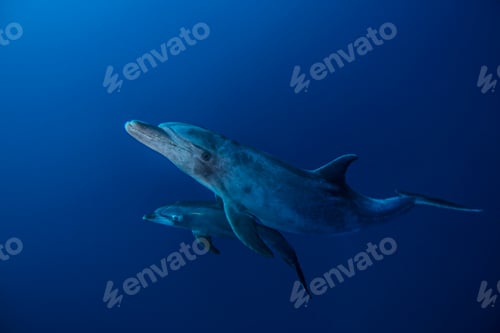 Preview: Bottlenose Dolphins, Socorro, Mexico