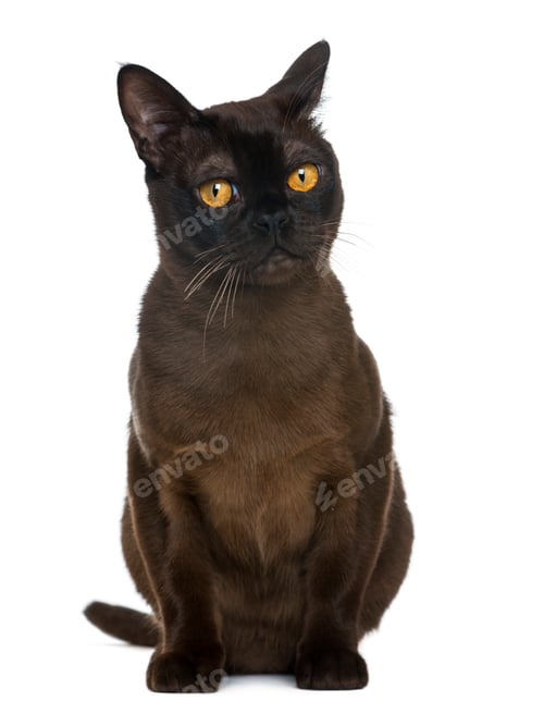 Preview: Bombay cat sitting and looking away, isolated on white