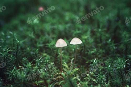 Preview: Closeup of two small mushrooms in the forest