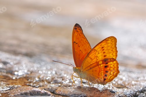Preview: butterfly