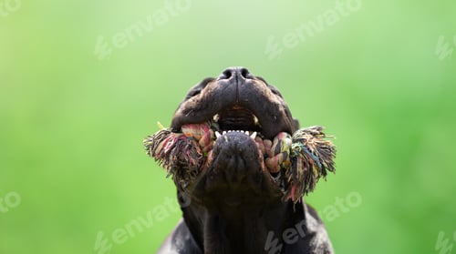 Preview: Purebred cane corso Italian black dog adult on a green nature background. The dog is playing