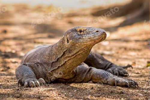 Preview: Komodo dragon close u