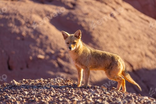 Preview: Fox in Patagonia
