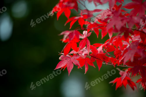 Preview: Red maple leaves in autumn season with blurred background, taken from Japan.