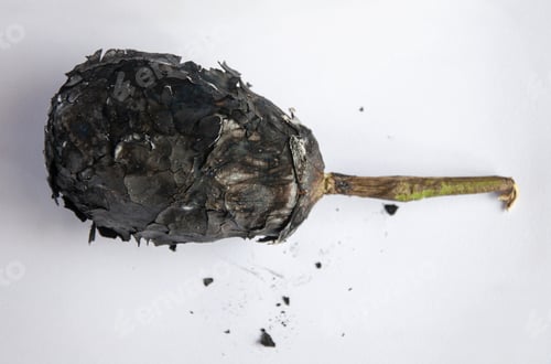 Preview: Closeup shot of burned eggplant, cooked on the ashes, isolated on white background