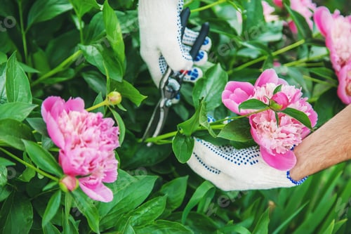 Preview: nature