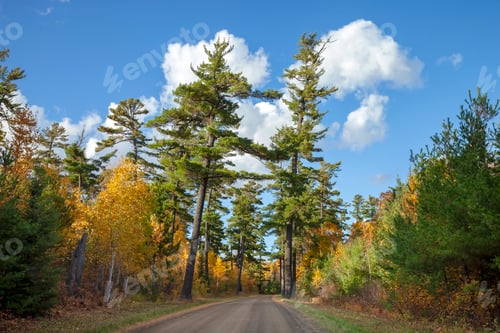 Preview: Old growth pines on the Arrowhead Trail in northern Minnesota during the fall