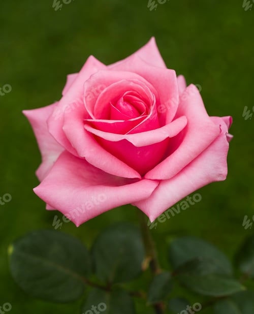 Preview: Pink rose flower in garden. Nature photo.