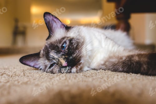 Preview: Sleepy Long-Haired Siamese Kitten