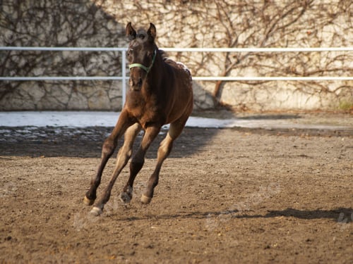 Preview: arabian, horse, mare, stallion, riding