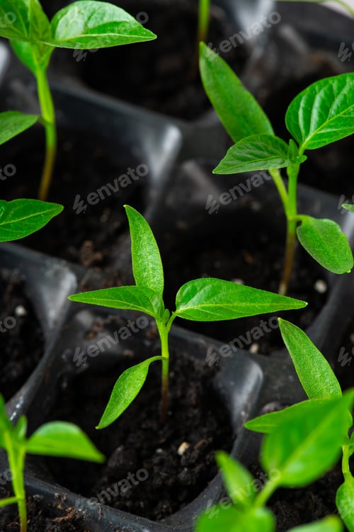 Preview: Tray with green seedlings in the greenhouse. Pepper seedlings. Organic microplants
