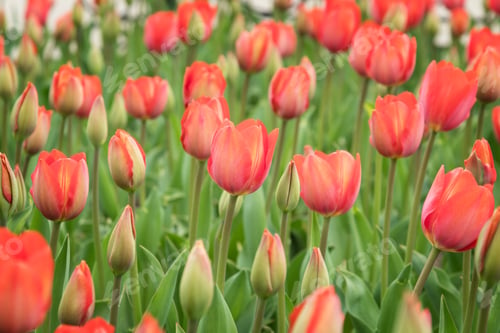 Preview: Field of beautiful blooming red tulips