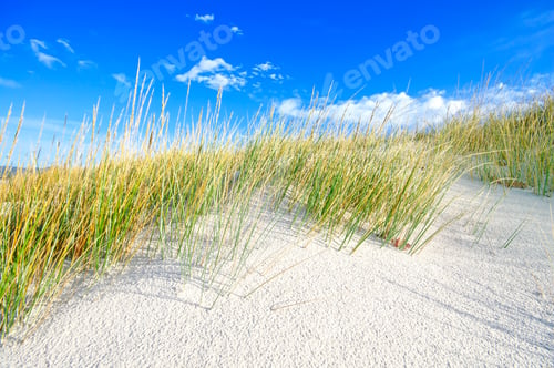 Preview: Grass on a white sand dunes beach and blue sky