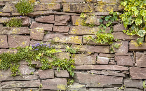 Preview: Old Cobblestone Wall Vegetation Background