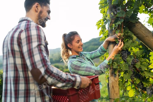 Preview: Portrait of happy people spending time in vineyard