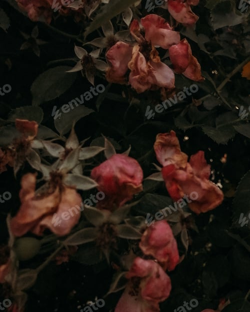 Preview: rosehip flowers