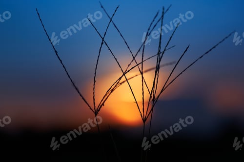Preview: Colorful sky of sunset with grass