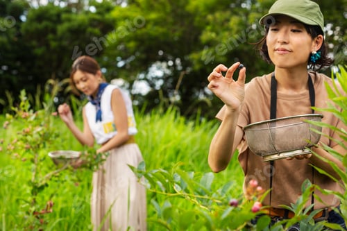 Preview: Two Japanese women picking berries in a field.