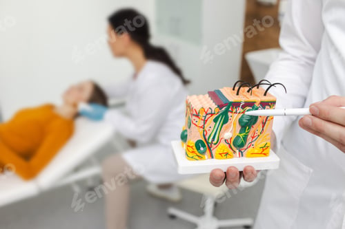 Preview: Doctor cosmetologist demonstrates skin anatomy using anatomical model of skin while a patient