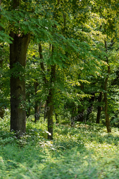Preview: selective focus of green trees and grass with sunlight in forest