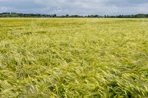 Preview: A view over a field of ripening wheat crop in Northumberland, UK