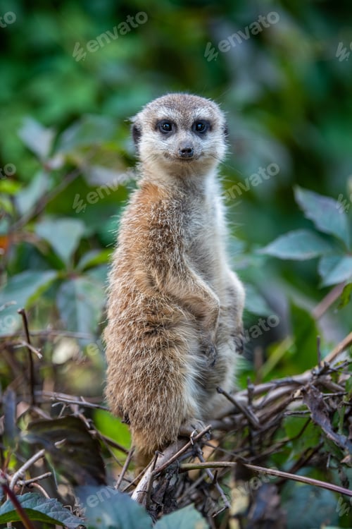 Preview: Close up surricate meerkats standing