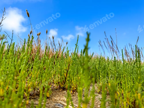Preview: Green samphire or salicornia plants