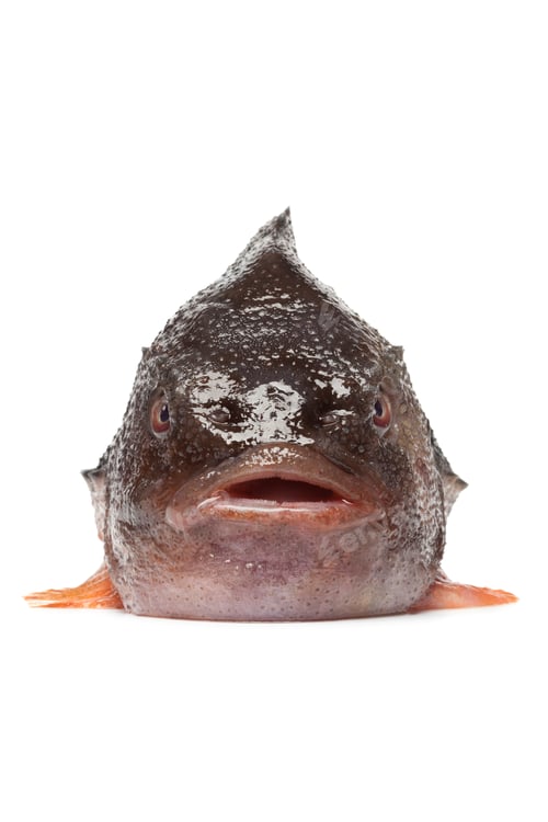 Preview: Front of a lumpsucker fish