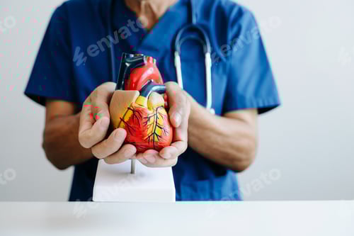 Preview: Doctor holding a human heart anatomy model for cardiology education, medical learning, and