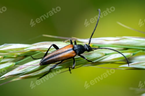 Preview: Shallow focus of a Stenurella melanura on a green wheat branch with blurred green background