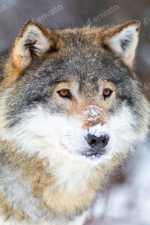 Preview: Close-up of focused wolf stands in beautiful and cold winter forest
