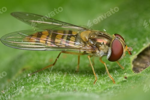 Preview: Closeup shot of a fly sitting on a leaf