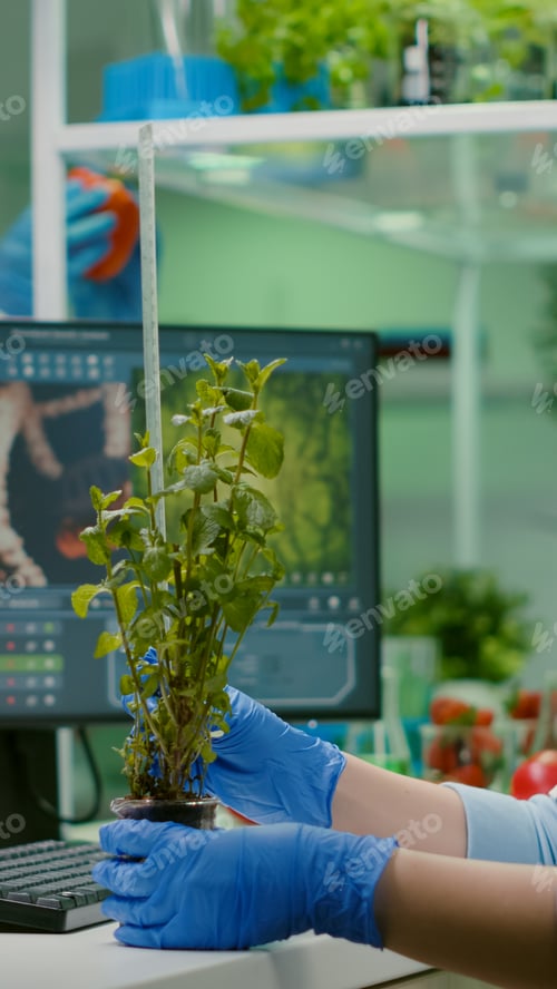 Preview: Researcher woman measuring eco sapling while observing biological transformation