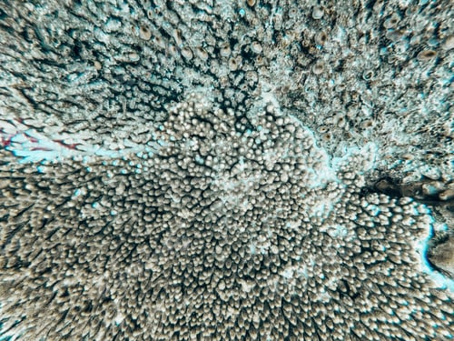 Preview: Coral reef close texture