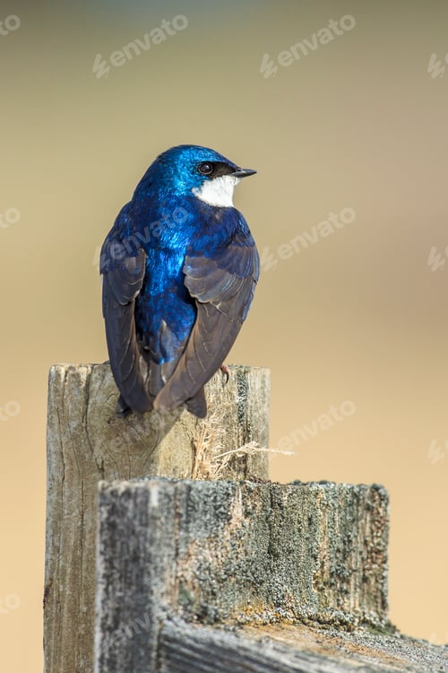 Preview: Tree swallow perched on a post.