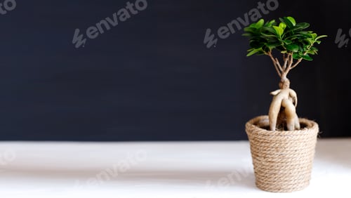 Preview: ficus microcarpa Ginseng ornamental potted plant for gardening