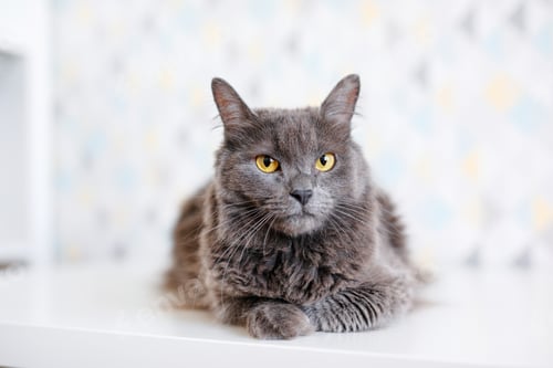 Preview: A gray smoky Maine Coon cat with yellow eyes lying on a white background