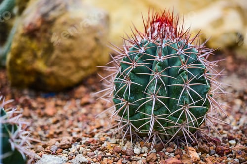 Preview: Cactus held in a garden that looks arid