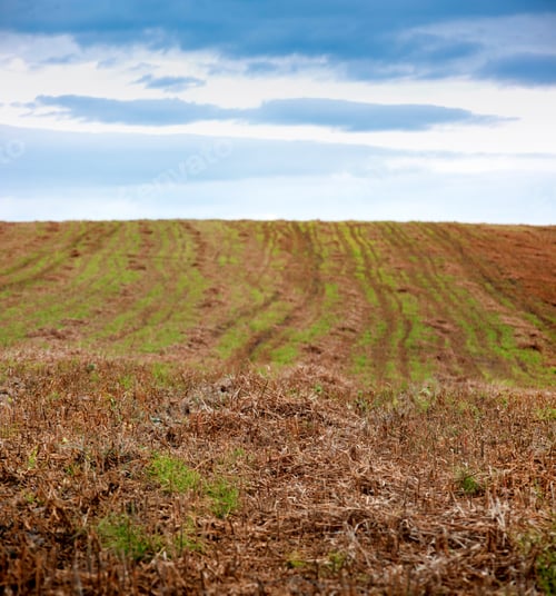Preview: grass sprouts among the stubble in the field in autumn
