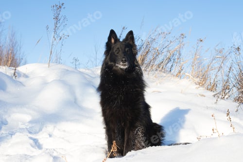 Preview: Belgian Shepherd dog. Dog. A purebred black dog sits in nature. Wool.