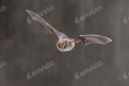 Preview: Daubentons bat flying in dark habitat