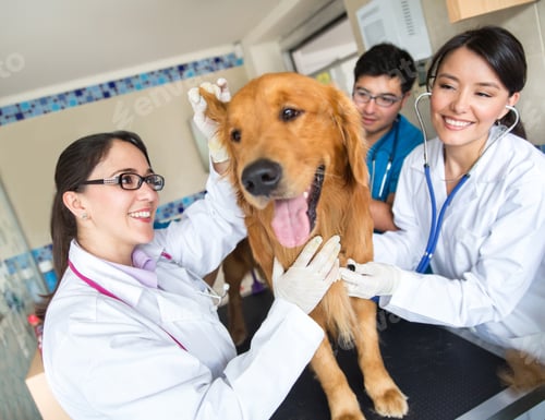 Preview: Doctor Examining A Cute Dog At The Vet