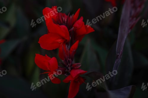 Preview: Floral background with red Cannes flowers. The beauty of nature, dark red flowers wallpaper