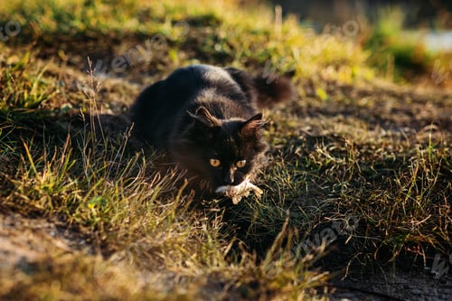 Preview: Homeless hungry black cat catching fish with fisherman on the river bank. Stray hungry black cat