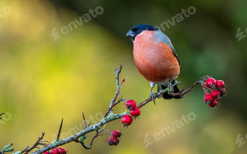 Preview: Male bullfinch perched on a branch with ripe berries