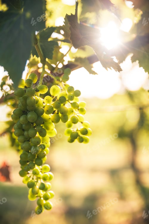 Preview: bunch of green grapes in the sunlight