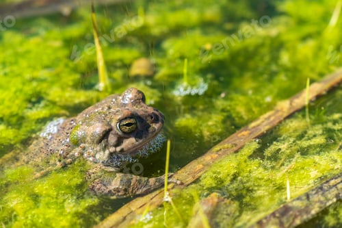 Preview: Frog relax in the swamp